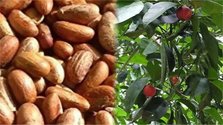 Bitter kola has ten (10) major health benefits