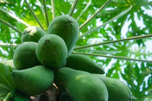 15 Natural Remedies of Pawpaw Uses for Healthy Living