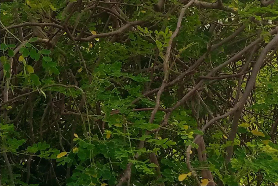 19 uses for medicinal moringa (malunggay) leaves and side effects