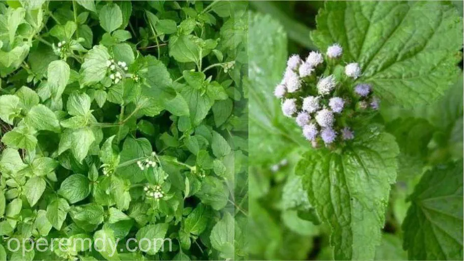 Amazing King Grass Health Benefits You've Never Heard of