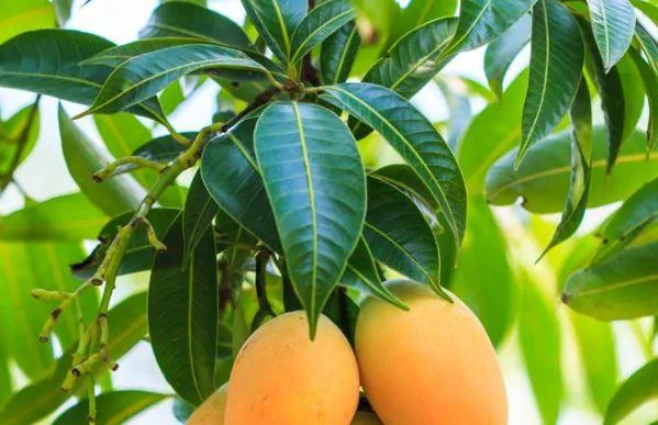 15 Incredible Health Benefits of Mango Leaves tea